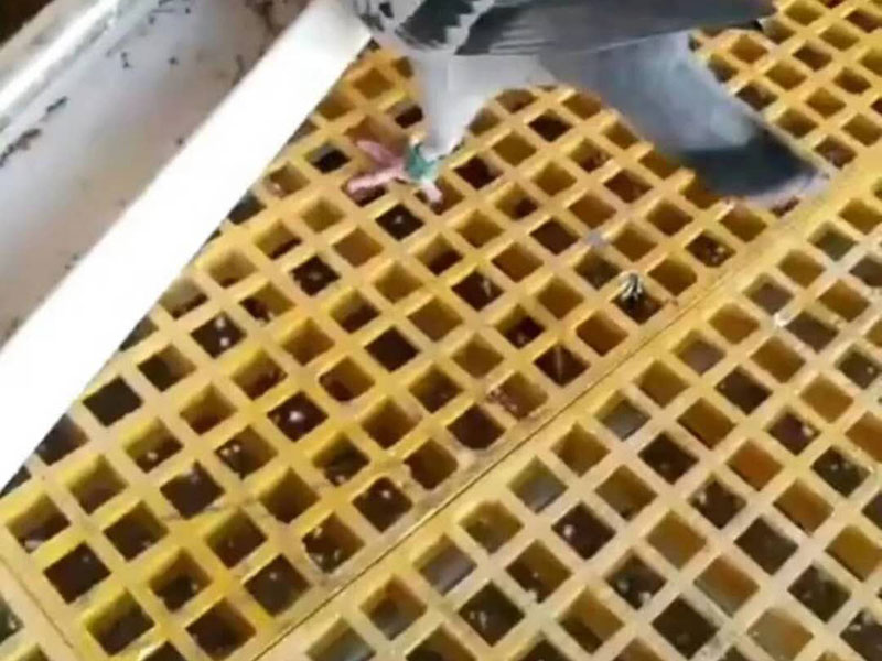 鸽舍格栅
